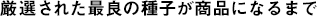 厳選された最良の種子が商品になるまで